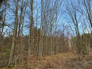 Prodej lesa, Huslenky, 11045 m2