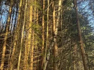 Prodej lesa, Huslenky, 11045 m2