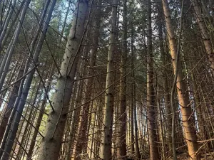 Prodej lesa, Huslenky, 11045 m2