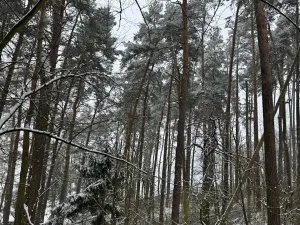 Prodej podílu lesa, Svéradice, 2590 m2