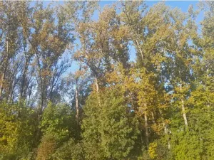 Prodej lesa, Bohuslavice, 11442 m2