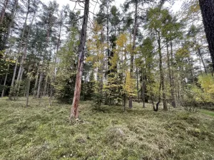 Prodej lesa, Lipí - Kaliště u Lipí, 23659 m2