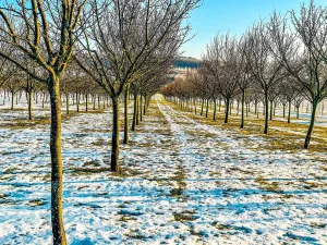 Pronájem sadu/vinice, Komňa, 50600 m2