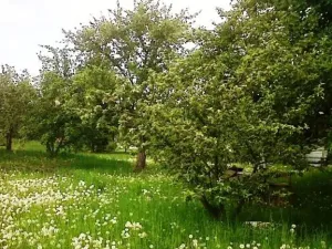 Prodej pozemku pro bydlení, Uherský Ostroh, 600 m2