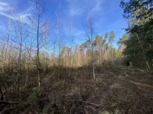 Prodej lesa, Veliny, 5028 m2