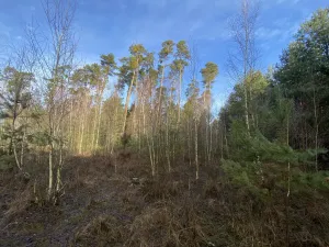 Prodej lesa, Veliny, 5028 m2