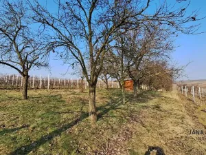 Prodej sadu/vinice, Hovorany, 1322 m2