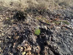 Dražba lesa, Veliny, 5028 m2