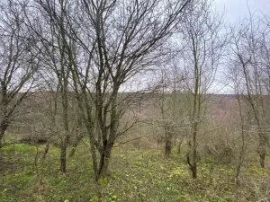 Dražba lesa, Šarovy, 11619 m2