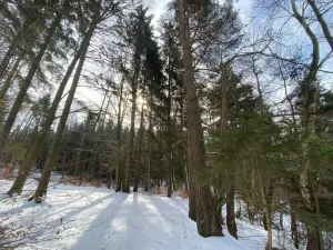 Prodej lesa, Volfířov - Brandlín, 406 m2