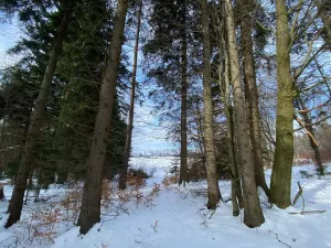 Prodej lesa, Volfířov - Brandlín, 406 m2