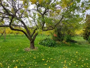 Prodej zahrady, Nový Šaldorf-Sedlešovice - Nový Šaldorf, 898 m2