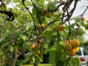 Prodej zahrady, Nový Šaldorf-Sedlešovice - Nový Šaldorf, 898 m2