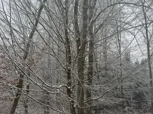 Prodej lesa, Janová, 7449 m2