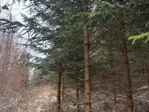 Prodej lesa, Lutonina, 18019 m2