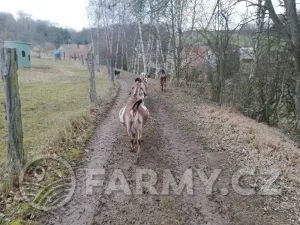 Prodej pole, Řepín, 22068 m2