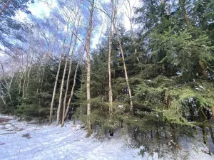 Prodej lesa, Volfířov - Brandlín, 3426 m2