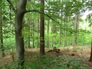 Prodej lesa, Zlín, Modřínová, 179312 m2