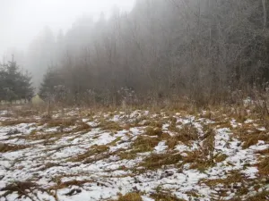 Dražba louky, Horní Planá, 3804 m2