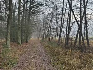 Prodej podílu lesa, Břehy, 1092 m2