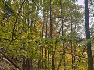 Prodej lesa, Přísečná, 15088 m2