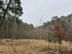 Prodej lesa, Libotenice, 17863 m2