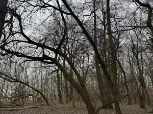 Prodej lesa, Veselí nad Moravou, 2272 m2