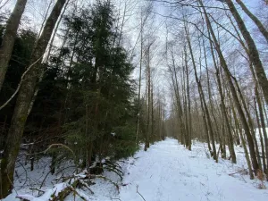 Prodej lesa, Volfířov - Brandlín, 3892 m2