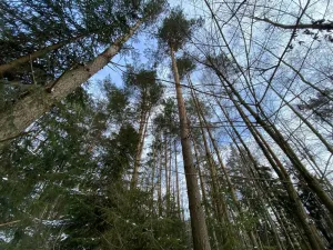 Prodej pozemku, Volfířov - Brandlín, 5958 m2