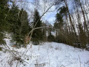 Prodej pozemku, Volfířov - Brandlín, 5958 m2