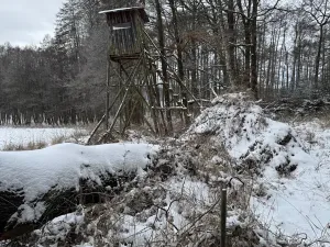 Prodej lesa, Olešník, 5100 m2