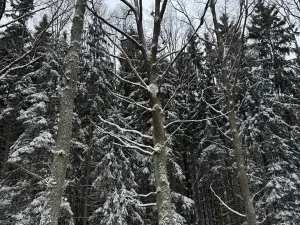 Prodej lesa, Olešník, 5100 m2