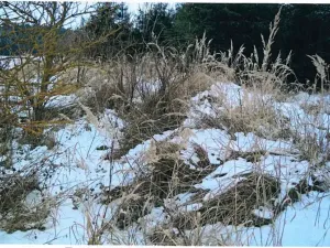 Prodej lesa, Červená Řečice, 1152 m2