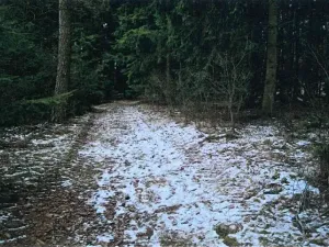 Prodej lesa, Červená Řečice, 52 m2