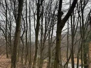 Prodej lesa, Huslenky, 16650 m2