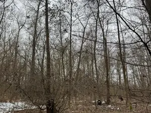 Prodej podílu lesa, Přerov nad Labem, 1596 m2