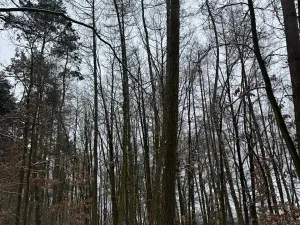 Prodej podílu lesa, Štítary, 3942 m2