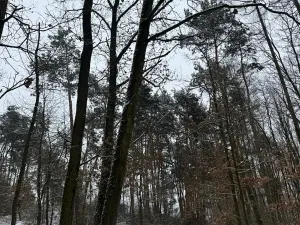 Prodej podílu lesa, Štítary, 3942 m2