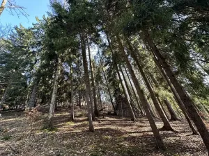 Prodej lesa, Plavy, 32050 m2