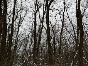 Prodej podílu lesa, Nikolčice, 3584 m2