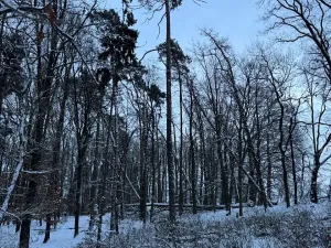 Prodej lesa, Dolní Bousov, 59634 m2