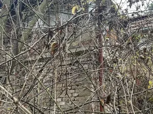 Prodej chalupy, Brno, Vinohrady, 1 m2