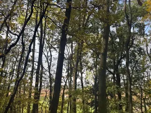 Prodej lesa, Jeníkovice, 12606 m2