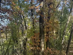 Prodej lesa, Jeníkovice, 12606 m2