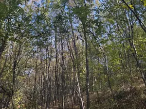 Prodej lesa, Jeníkovice, 12606 m2