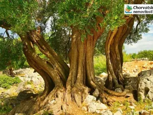 Prodej bytu 2+kk, Lun, Chorvatsko, 60 m2