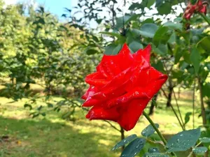 Prodej pozemku, Rybníky, 6544 m2