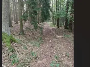 Prodej lesa, Červená Řečice, 150 m2