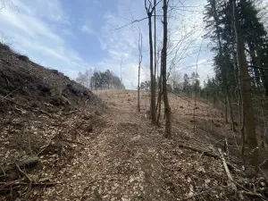 Prodej lesa, Zborov, 9290 m2