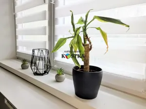 Pronájem bytu 3+1, Studénka, L. Janáčka, 66 m2